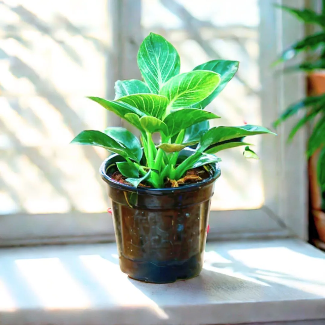 Philodendron Birkin in 6 Inch Nursery Pot