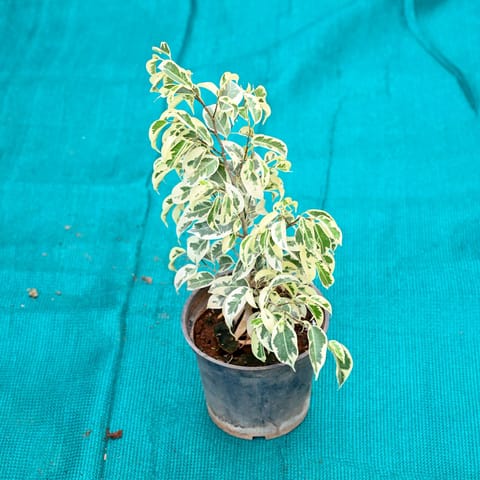 Ficus Starlight in 6 Inch Nursery Pot