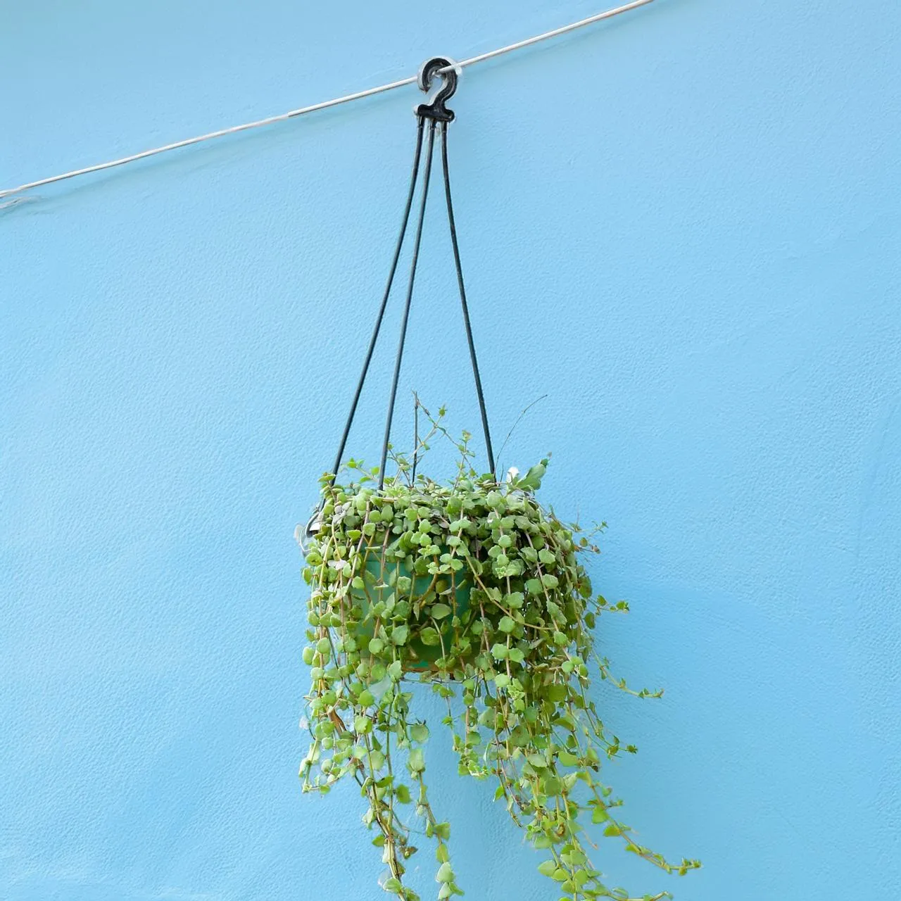 Turtle Vine Green in 5 Inch Hanging Basket