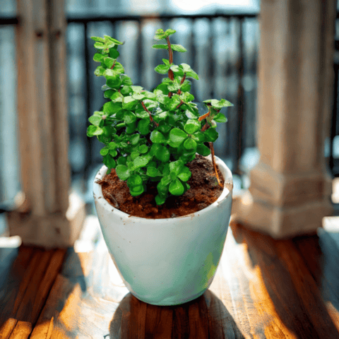 Gift Ready - Lucky Jade in 5 Inch Classy White Cup Ceramic Pot With a Chic Bag