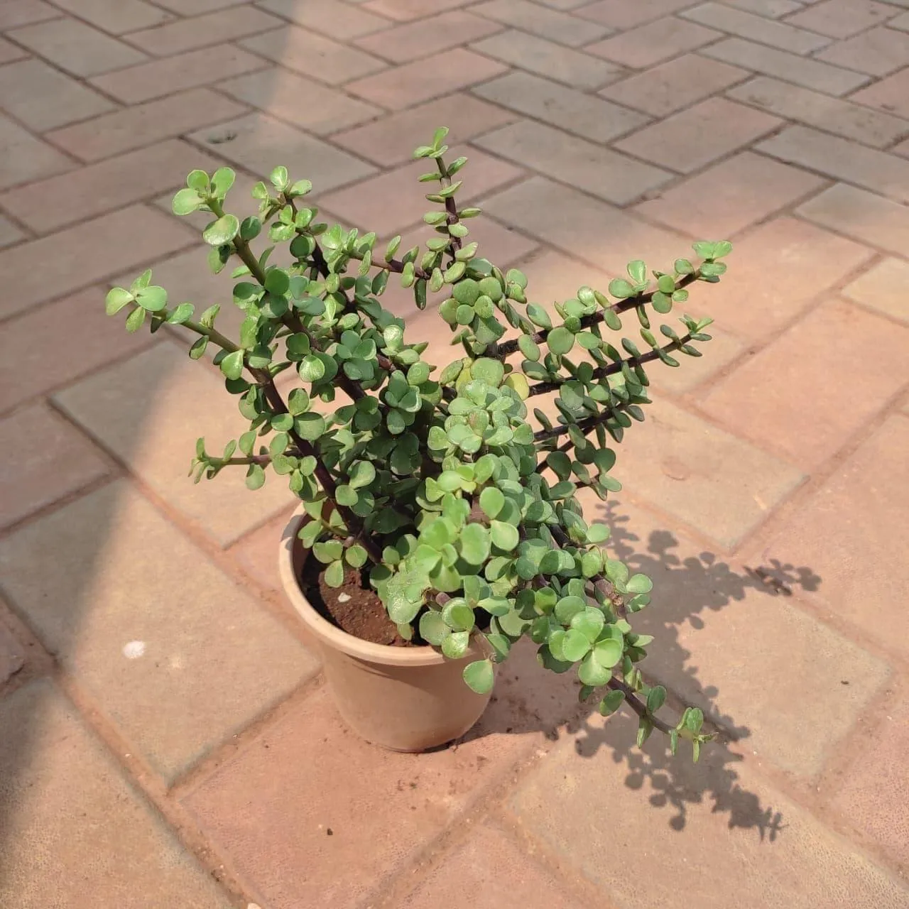 Jade Busy in 5 Inch Nursery Pot