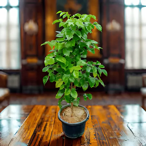 Radermachera / China Doll (~ 3 Ft) in 10 Inch Nursery Pot