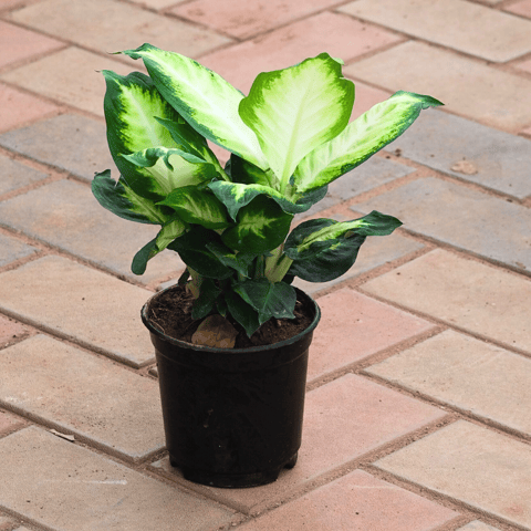 Dieffenbachia Seguine in 6 Inch Nursery Pot