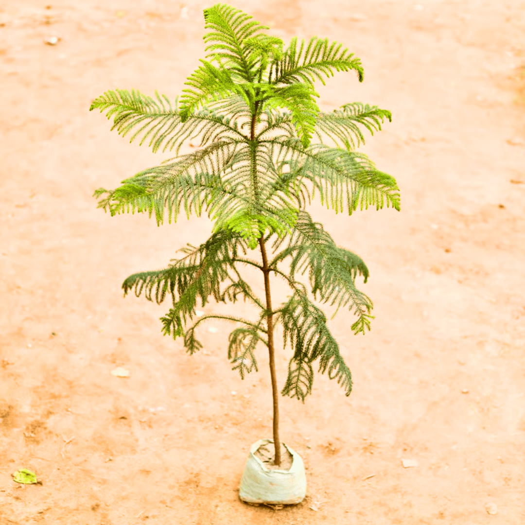 Araucaria / Christmas Tree in 7 Inch Nursery Bag