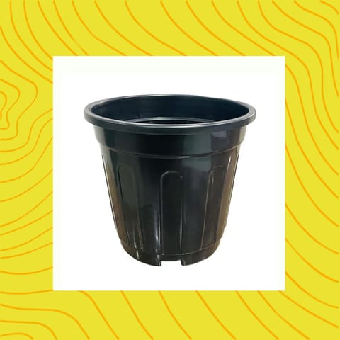 Free Gift - 6 Inch Black Super Nursery Pot - Flash Sale