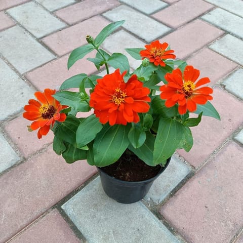 Zinnia in 5 Inch Nursery Pot (Any Colour)