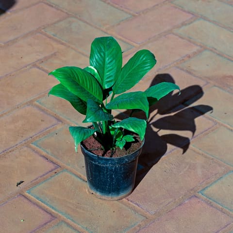 Peace Lily in 4 Inch Nursery Pot