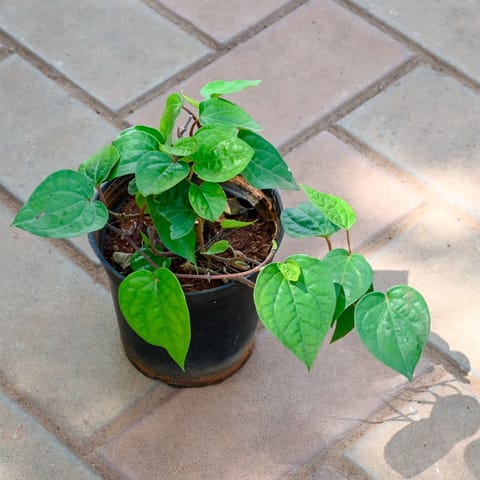 Paan / Betel Leaf in 4 Inch Nursery Pot