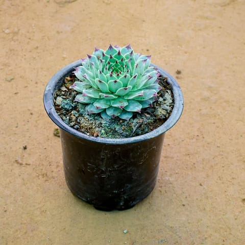 Lakshmi Kamal Succulent in 3 Inch Nursery Pot