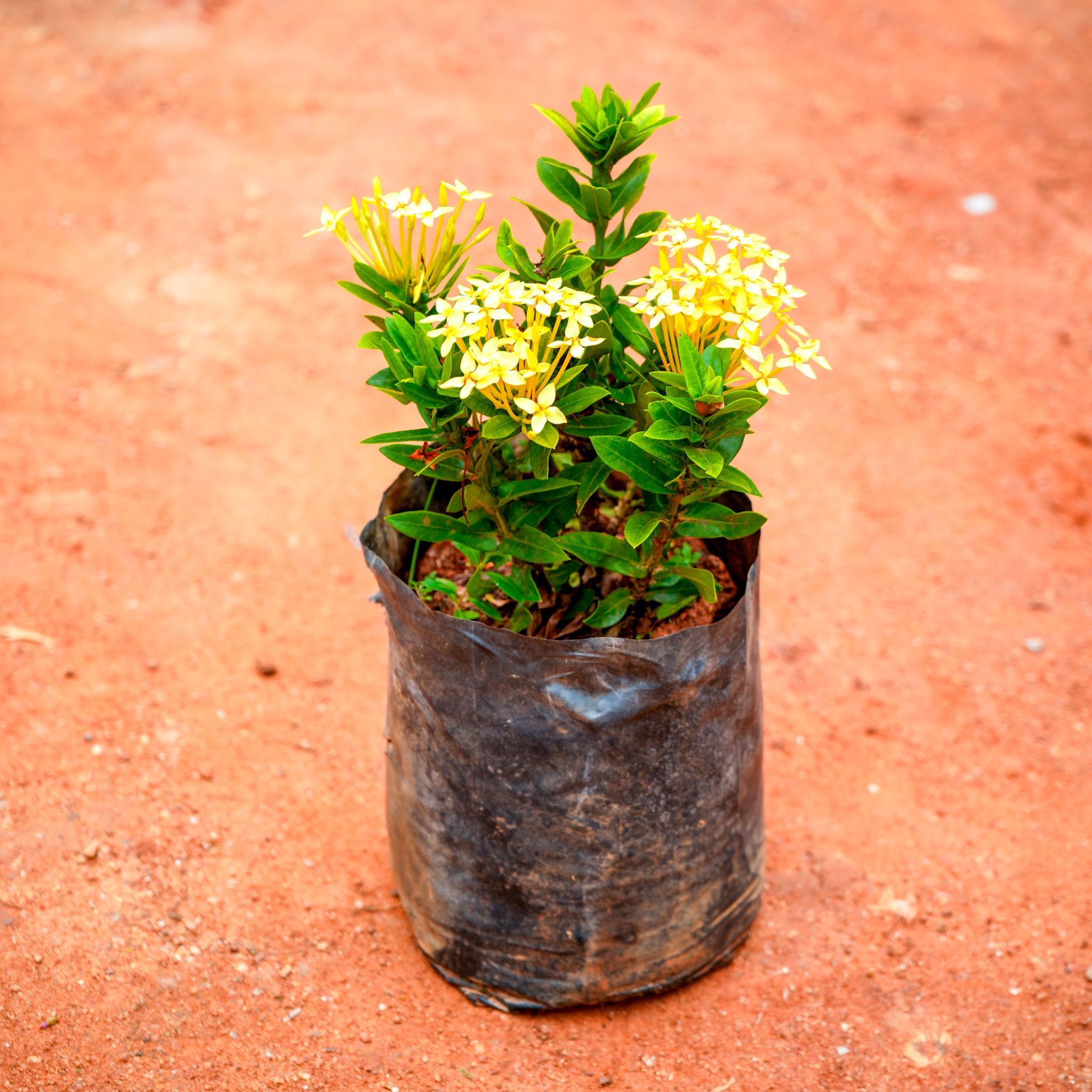 Ixora Miniature Yellow in 4 Inch Nursery Bag