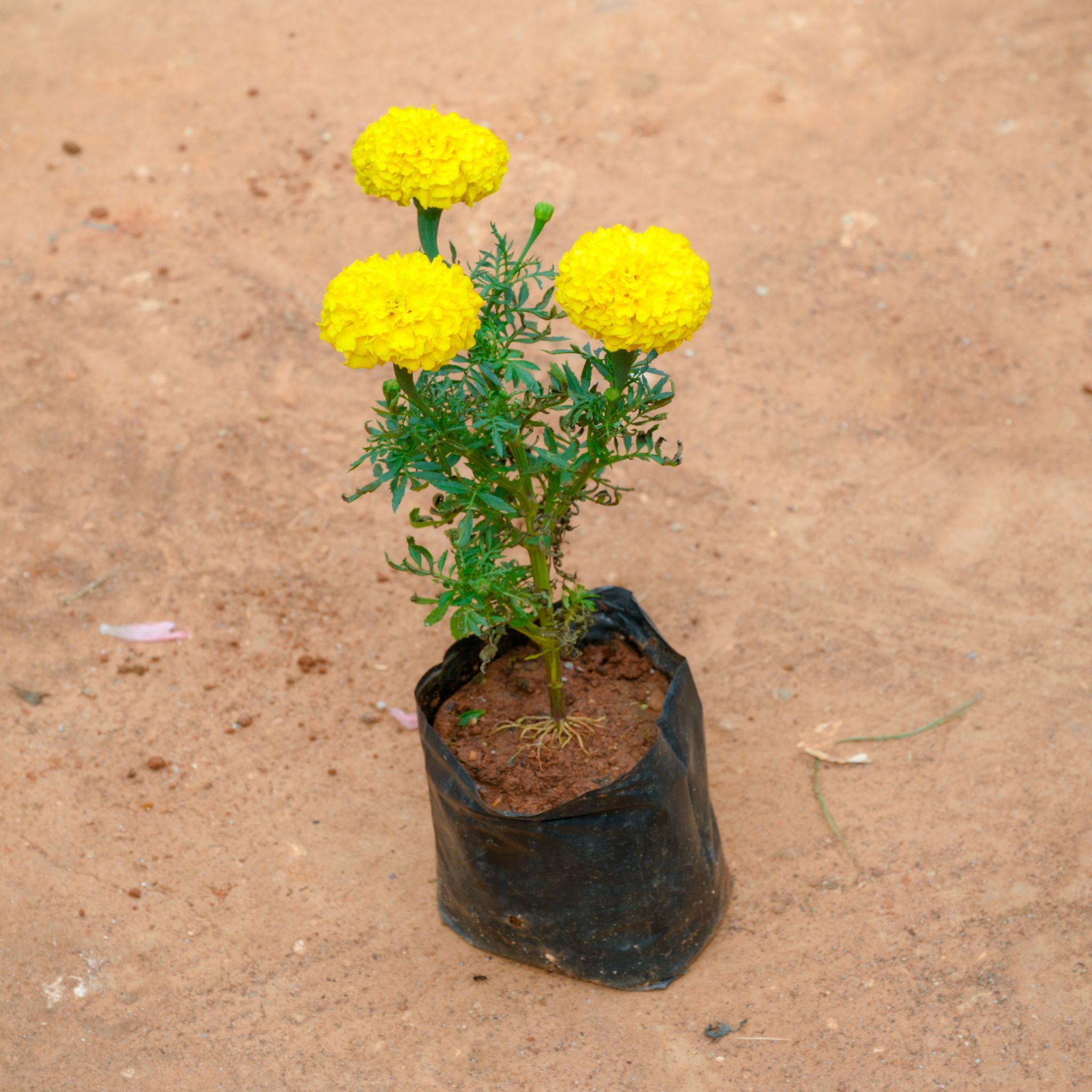 Marigold / Genda Yellow in 4 Inch Nursery Bag