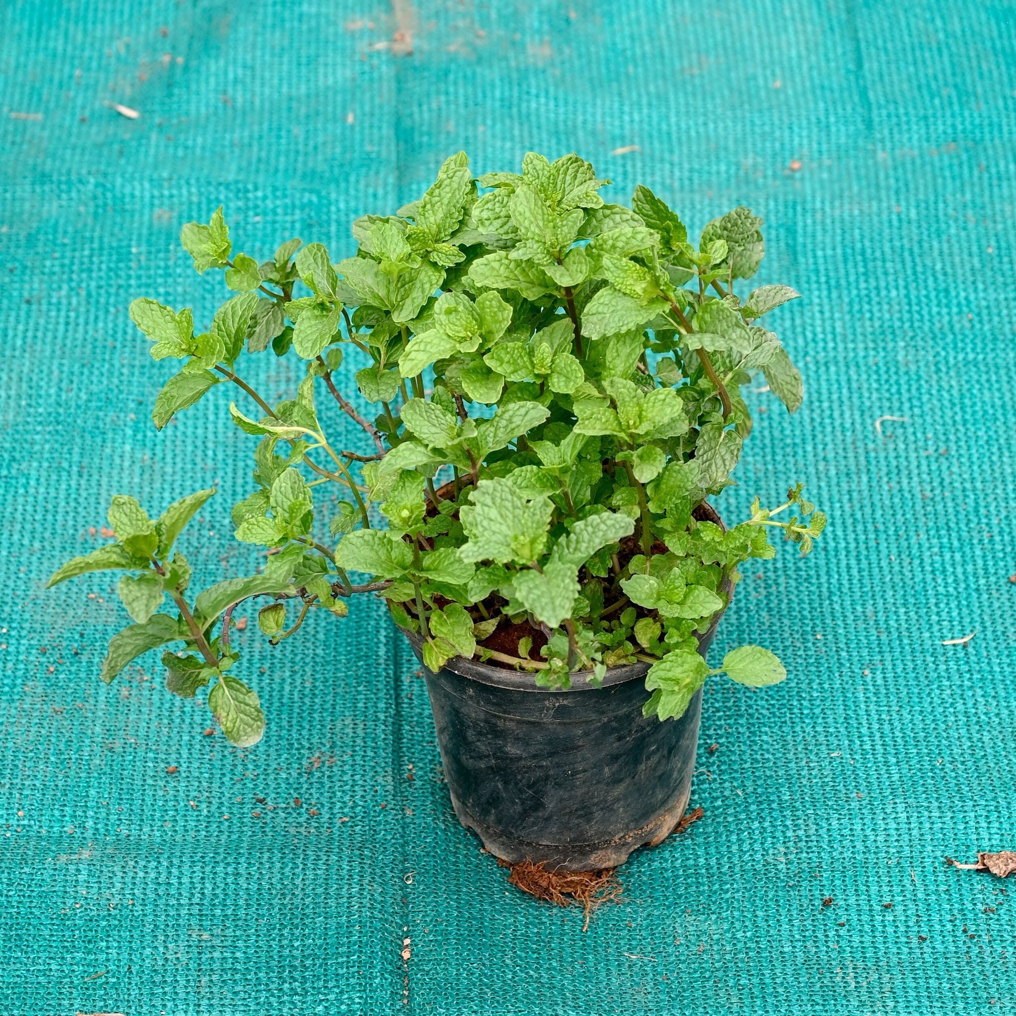 Mint / Pudina in 4 Inch Nursery Pot