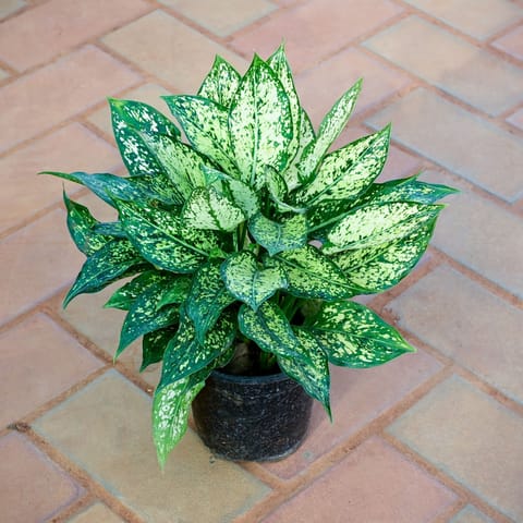 Aglaonema Snow White in 5 Inch Nursery Pot