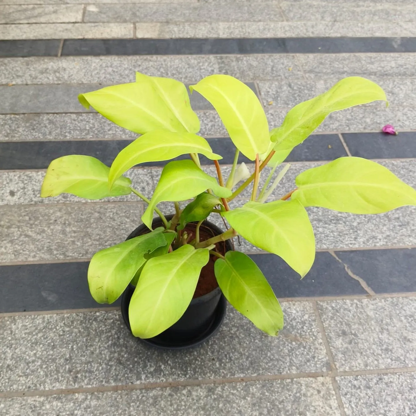 Philodendron Golden in 5 Inch Nursery Pot with Tray