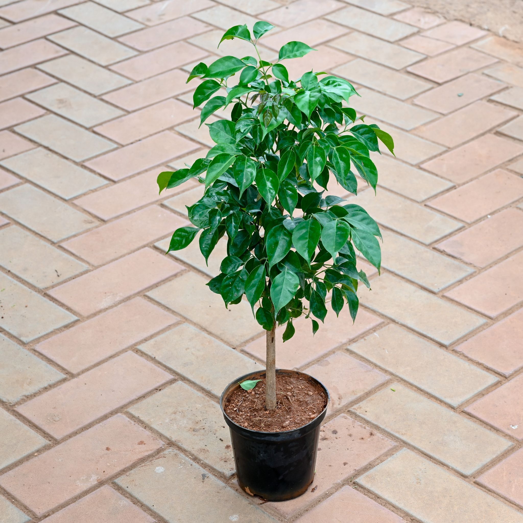 Radermachera / China Doll (~ 1 Ft) in 5 Inch Nursery Pot