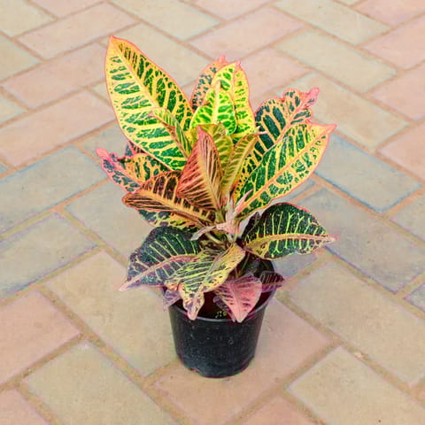 Croton Petra Bushy in 5 Inch Nursery Pot