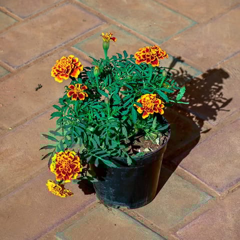 Marigold / Genda Jafri (any colour) in 4 Inch Nursery Pot