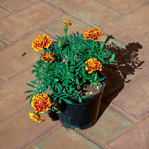 Marigold / Genda Jafri (any colour) in 4 Inch Nursery Pot