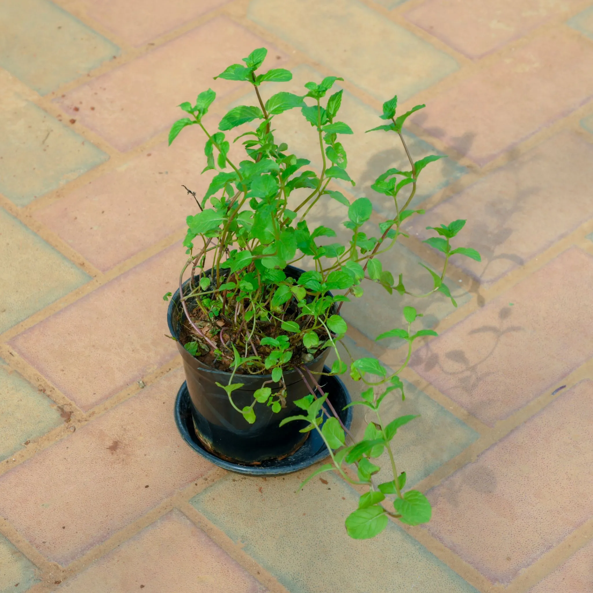 Mint / Pudina in 5 Inch Nursery Pot