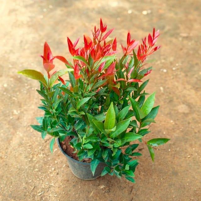 euphorbia indoor plant Euphorbia Mint Cream Houseplant with Planter - Medium (10-12