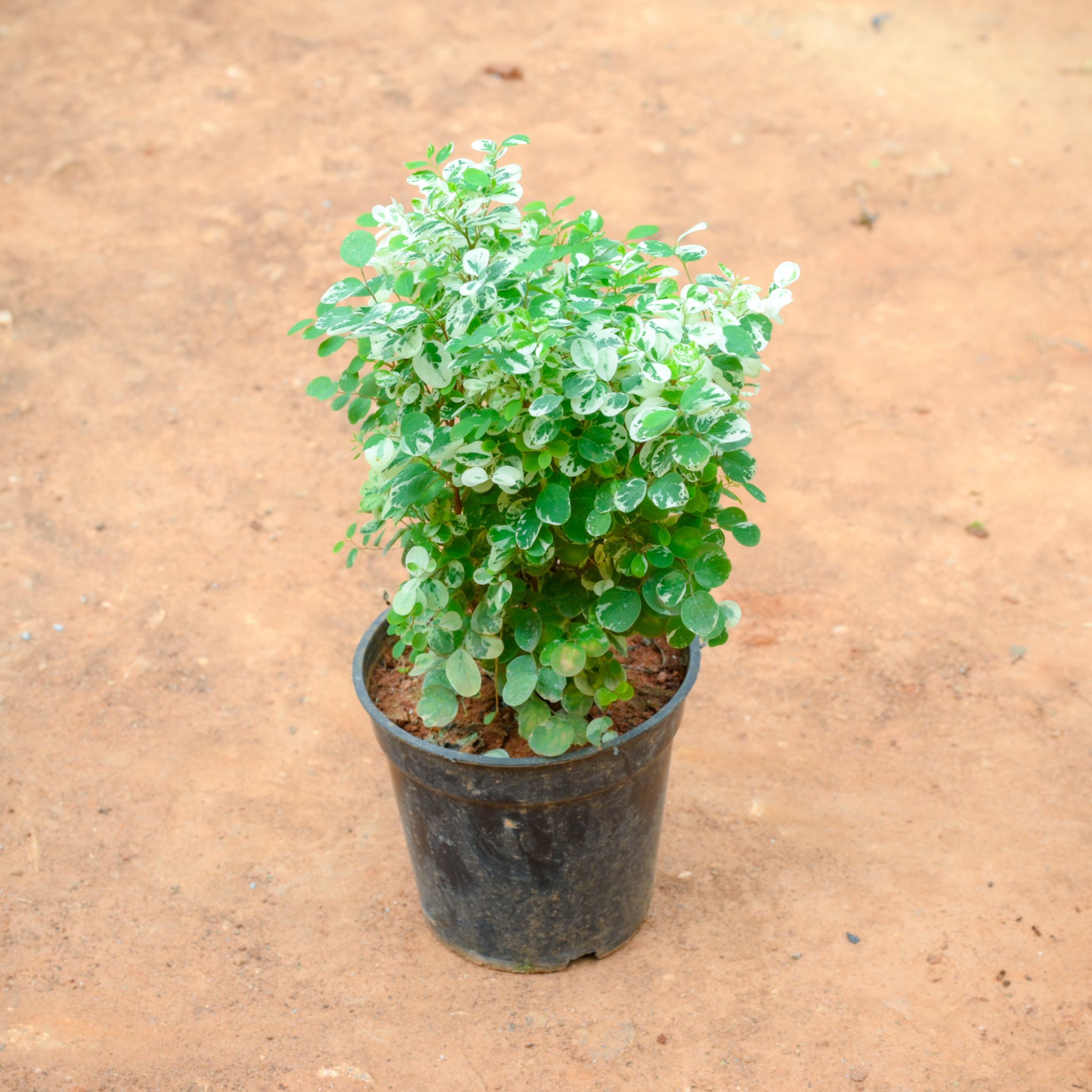 Aralia Snow Bush in 5 Inch Nursery Pot