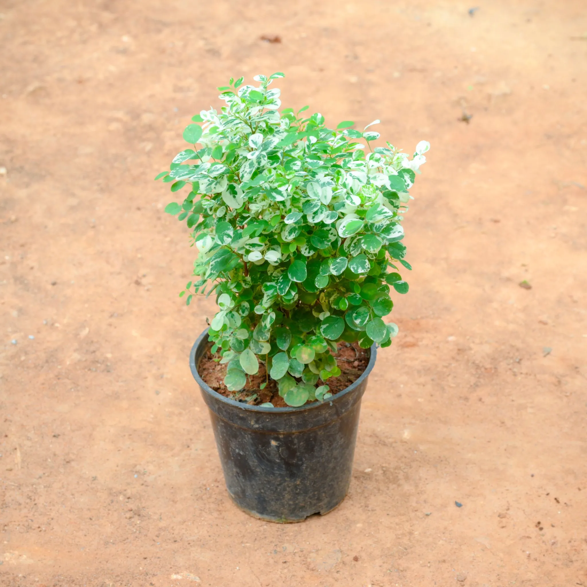 Aralia Snow Bush in 5 Inch Nursery Pot