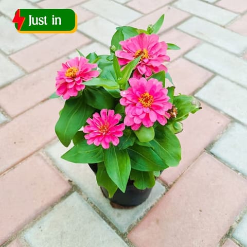 Zinnia in 5 Inch Nursery Pot (Any Colour)
