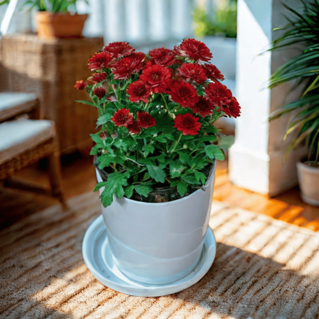 Gift Ready - Chrysanthemum / Guldawari / Guldaudi Maroon in 5 Inch White Premium Sphere Plastic Pot with Tray With a Chic Bag