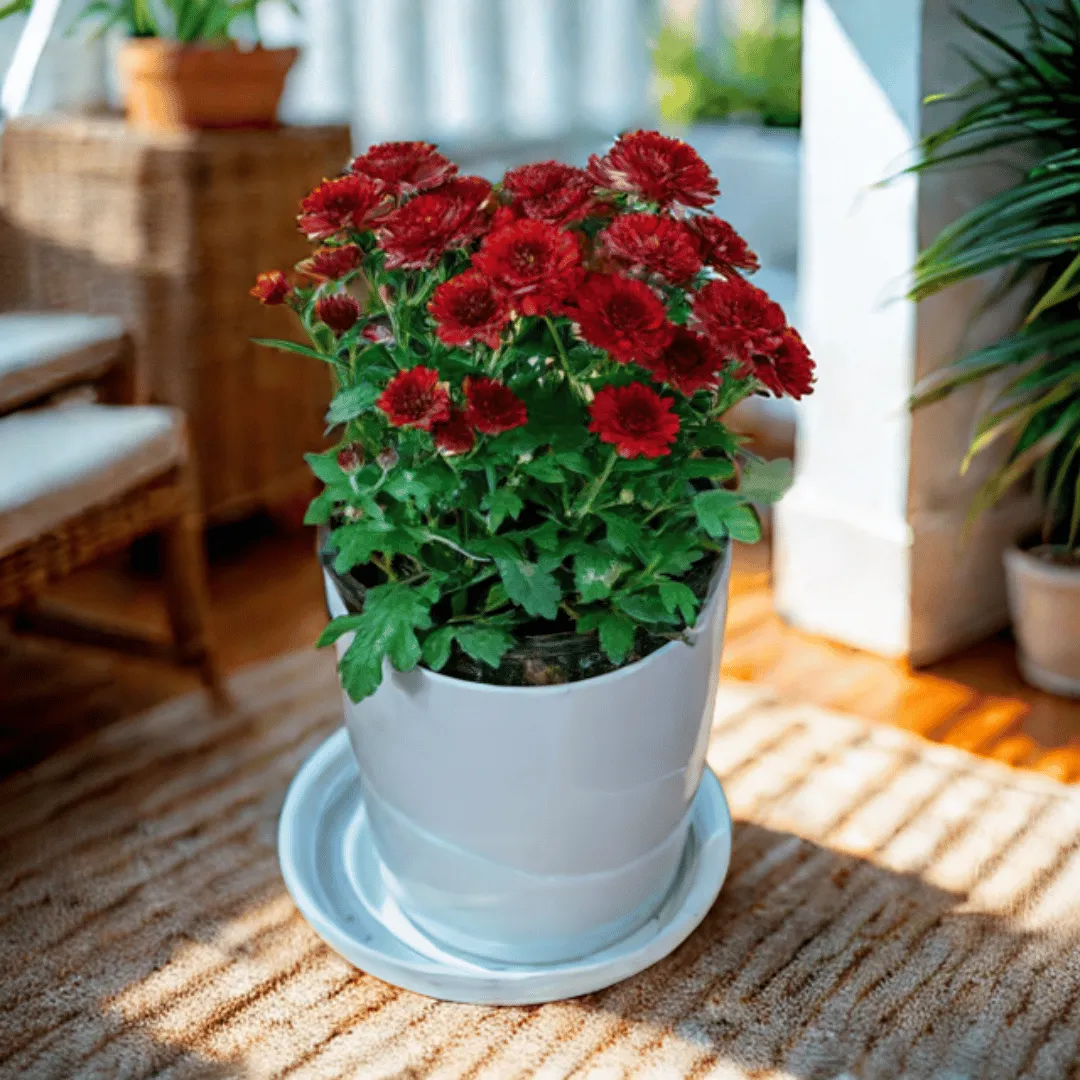 Gift Ready - Chrysanthemum / Guldawari / Guldaudi Maroon in 5 Inch White Premium Sphere Plastic Pot with Tray