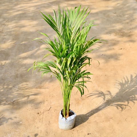 Areca Palm (~1 feet) in 6 Inch Nursery bag