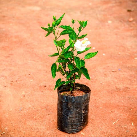 Hibiscus White in 6 Inch Nursery Bag