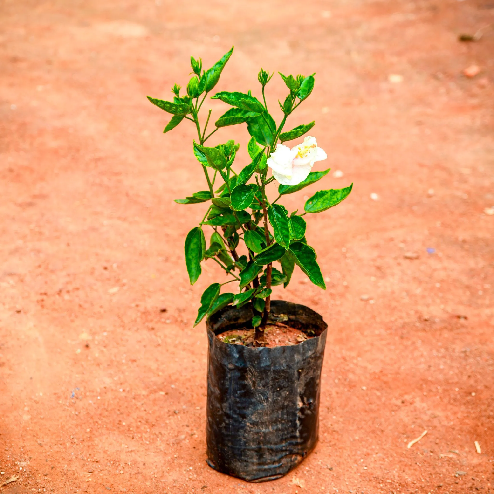 Hibiscus White in 6 Inch Nursery Bag