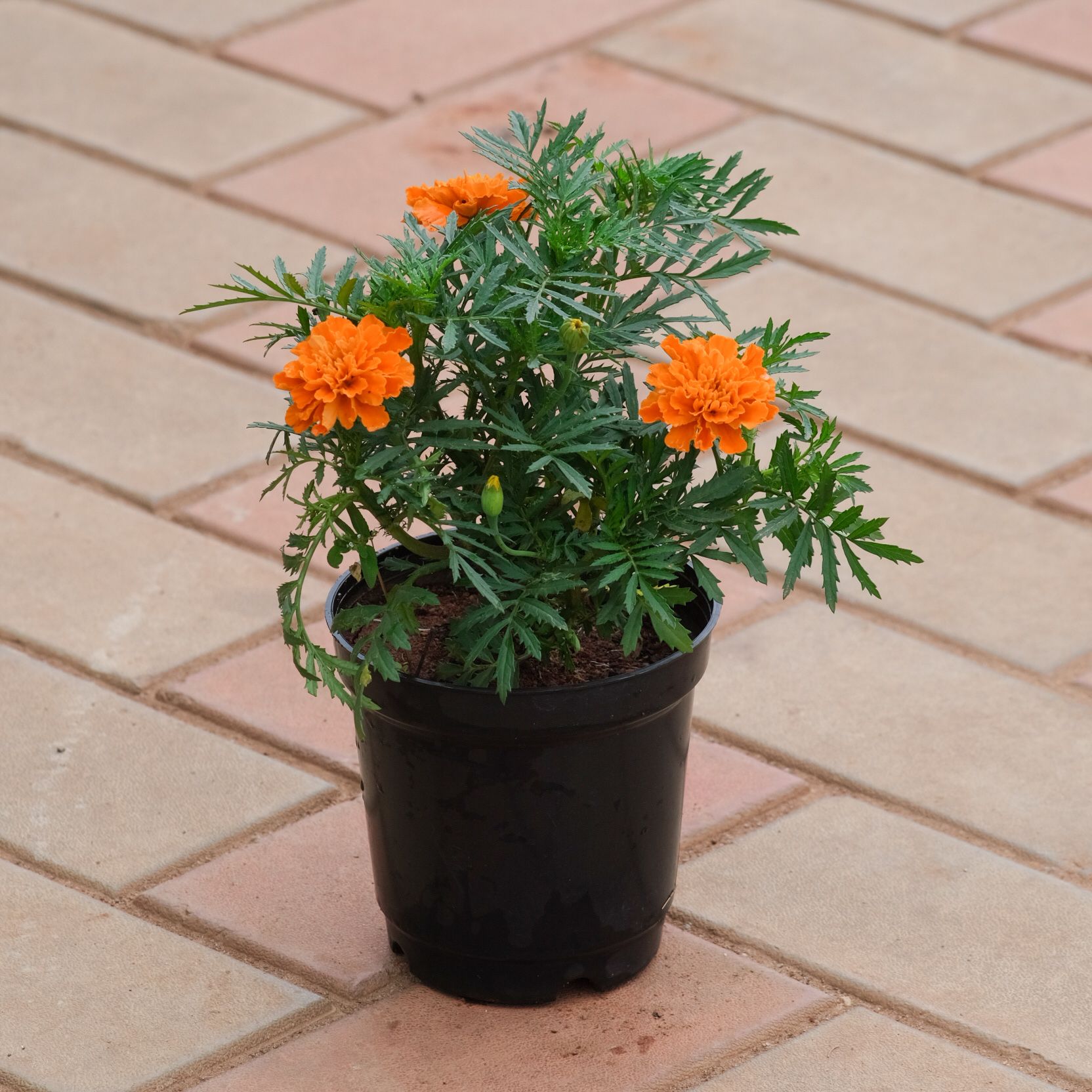 Marigold / Genda French (any colour) in 5 Inch Nursery Pot