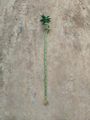 Bamboo Stick (~ 2.5 Ft) ( 1 Pcs)