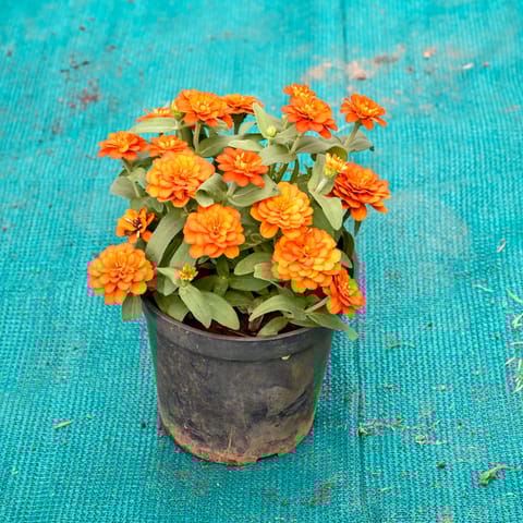 Zinnia (Any Colour) in 5 Inch Nursery Pot