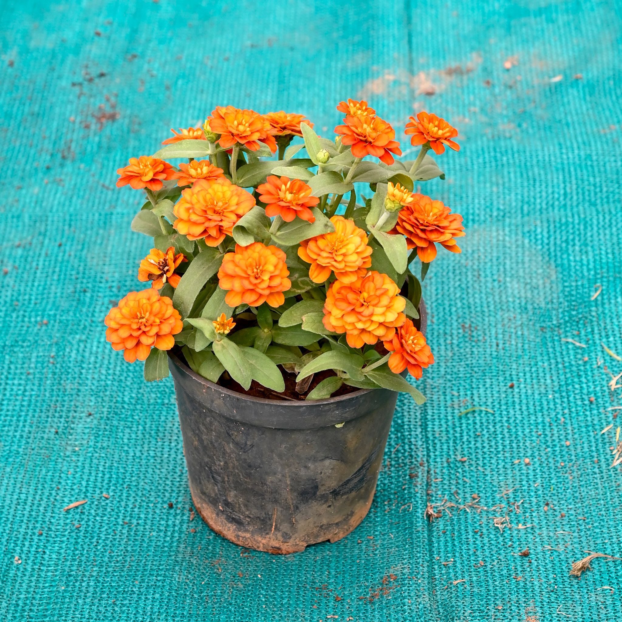 Zinnia (Any Colour) in 5 Inch Nursery Pot
