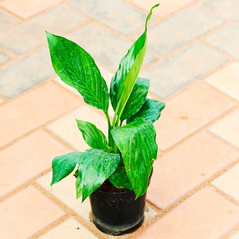 Exotic Indoor Plant - Peace Lily (any colour) in 4 Inch Nursery Pot