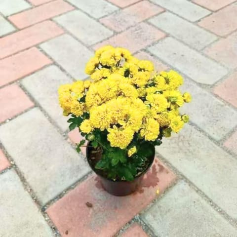 Chrysanthemum / Guldaudi Yellow in 4 Inch Nursery Pot