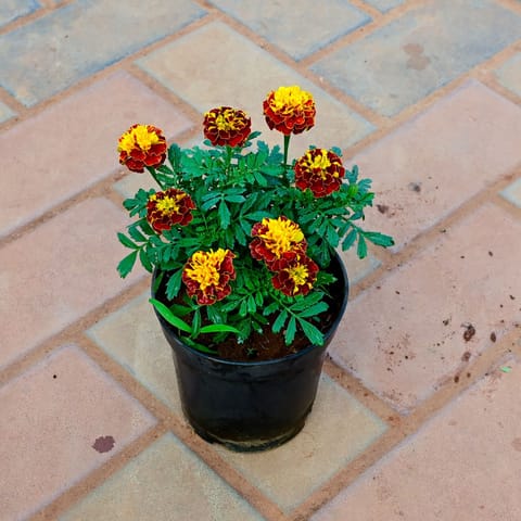 Marigold / Genda Jafri Red in 4 Inch Nursery Pot