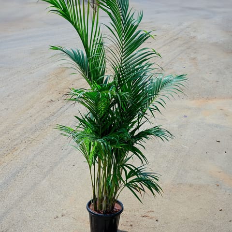 Areca ~ 4-5 ft in 10 Inch Nursery Pot