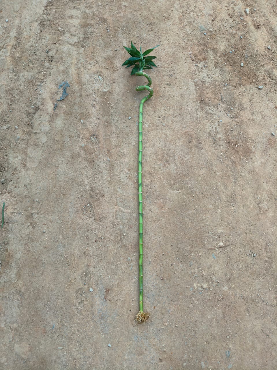 Bamboo Stick (~ 2.5 Ft) ( 1 Pcs)