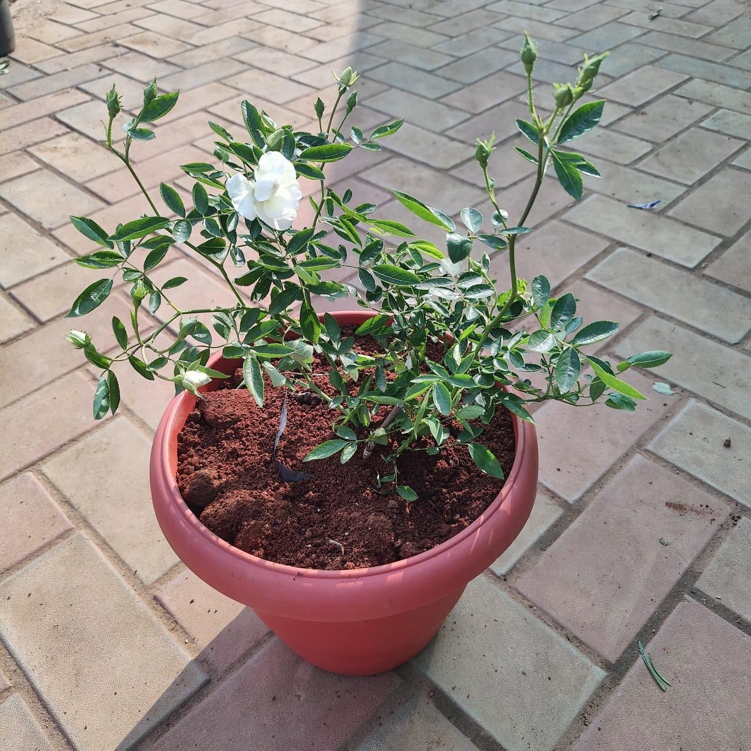Button Rose White in 10 Inch Nursery Pot