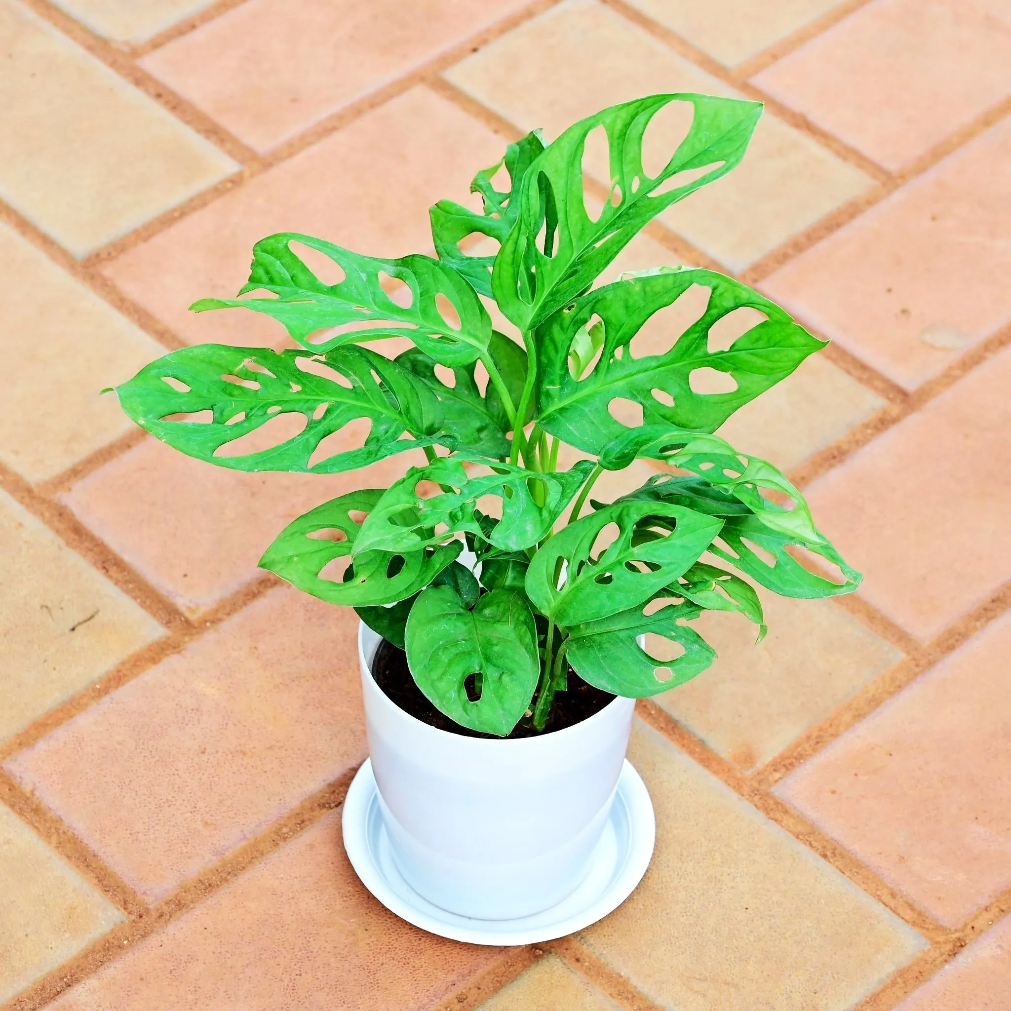 Gift Ready - Monstera Broken Heart in 5 Inch White Premium Sphere Plastic Pot with Tray With a Chic Bag