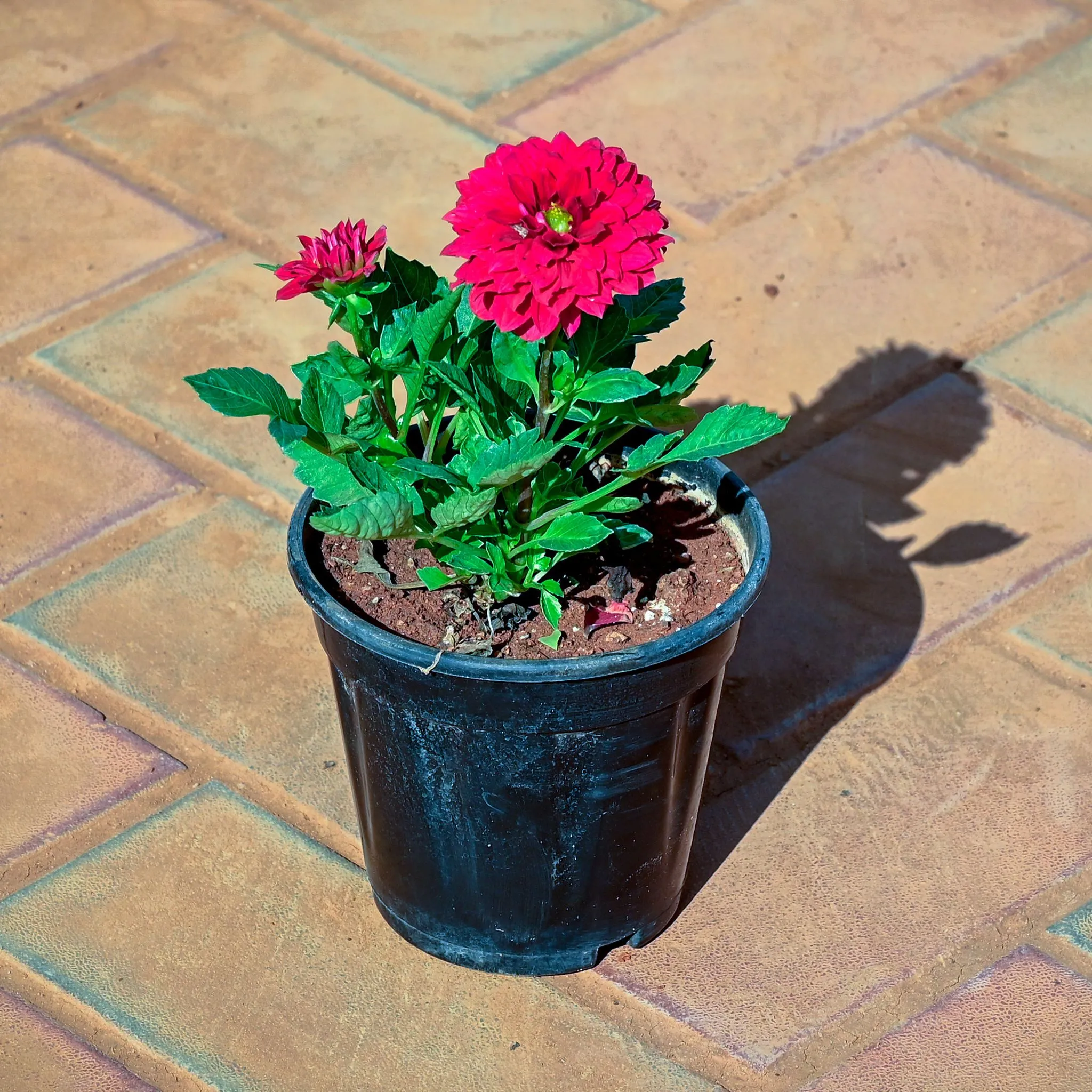 Zinnia (Any Colour) in 5 Inch Nursery Pot