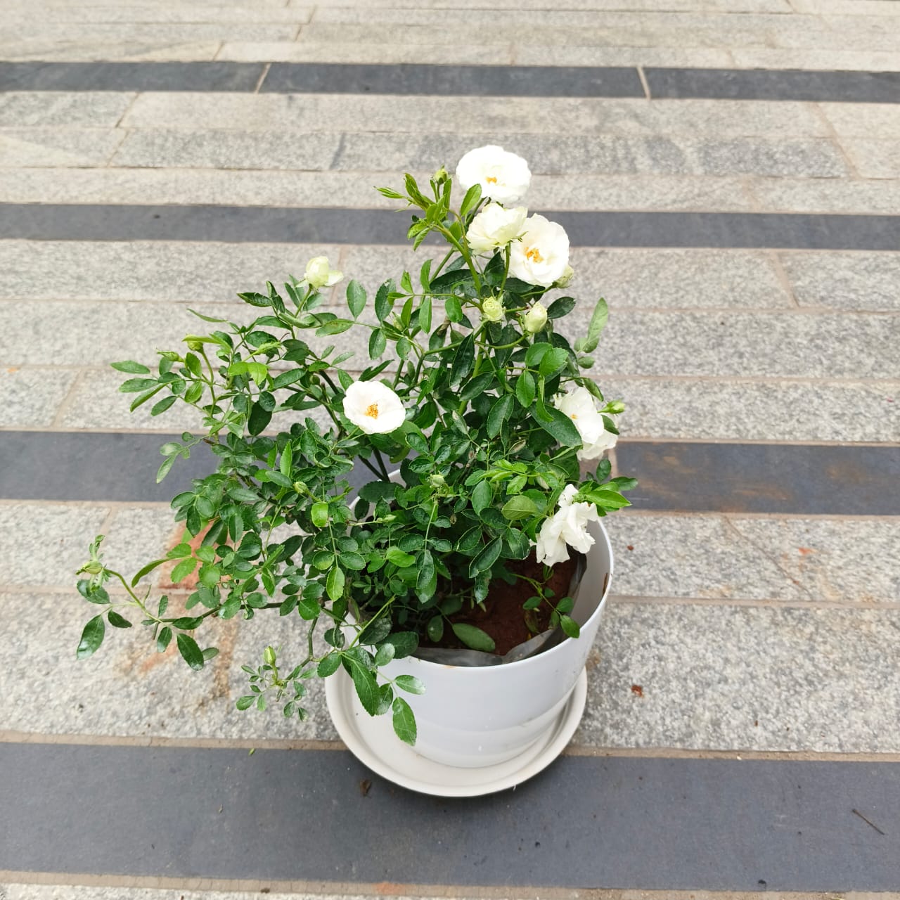 Button Rose White in 7 Inch Premium White Sphere Plastic Pot with Tray
