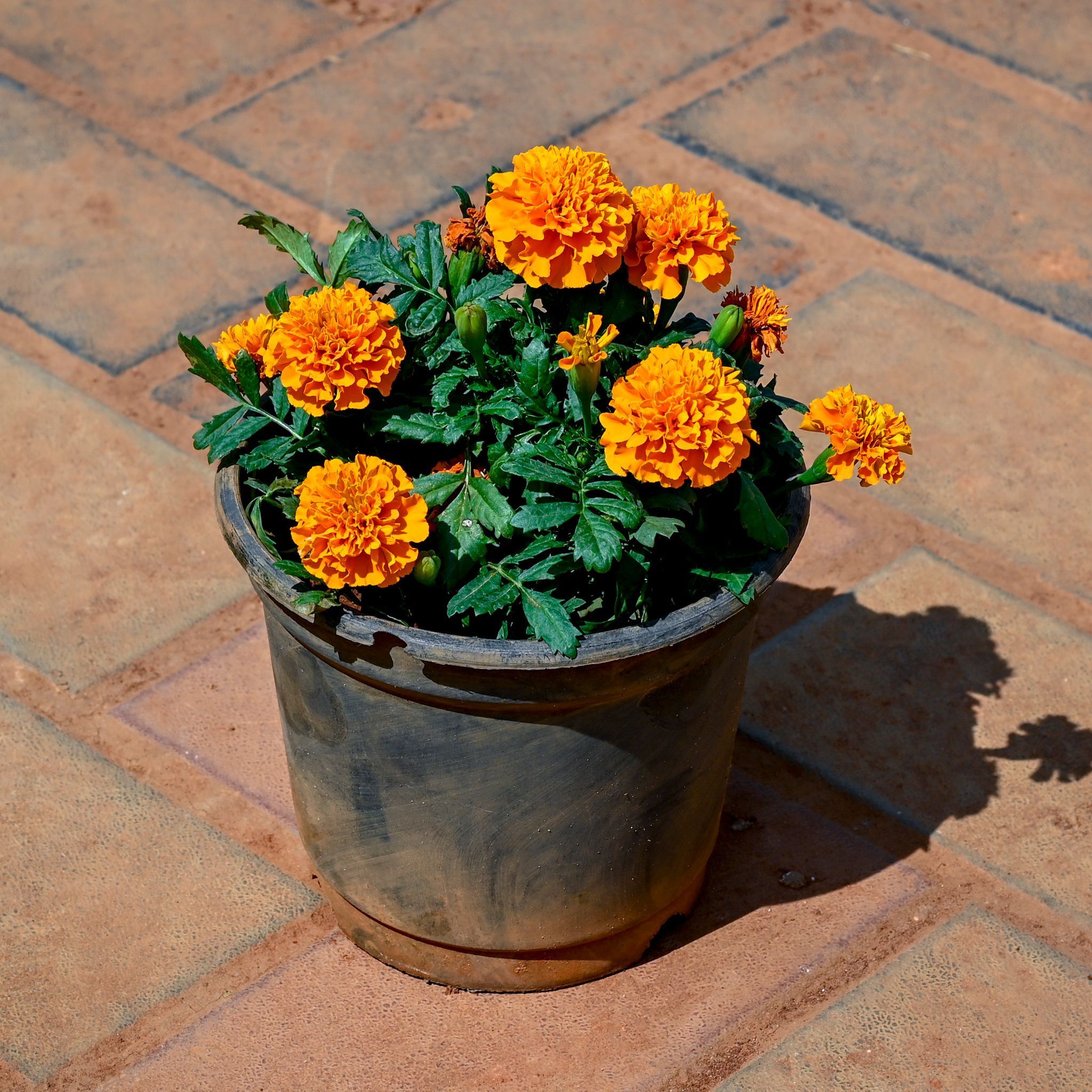 Marigold / Genda Orange in 4 Inch Nursery Pot