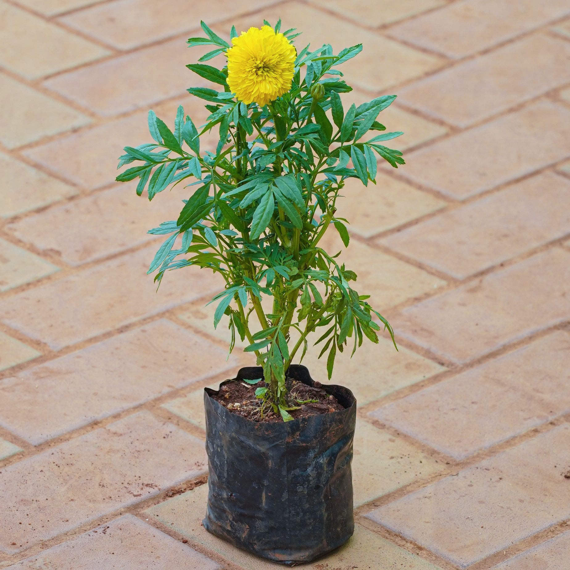 Marigold / Genda (Any Colour) in 4 Inch Nursery bag