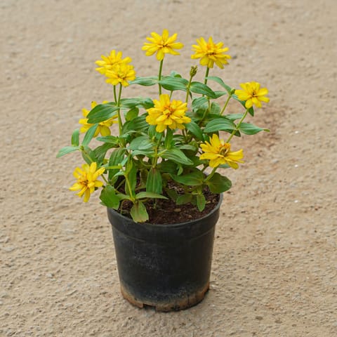 Zinnia (Any Colour) in 5 Inch Nursery Pot