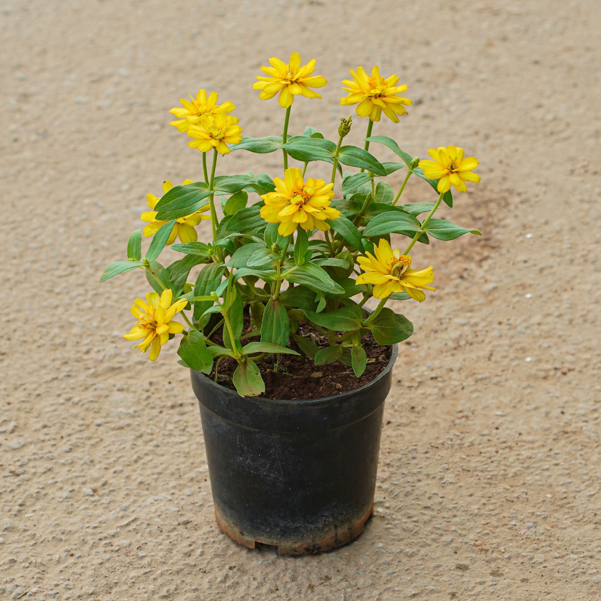 Zinnia (Any Colour) in 5 Inch Nursery Pot