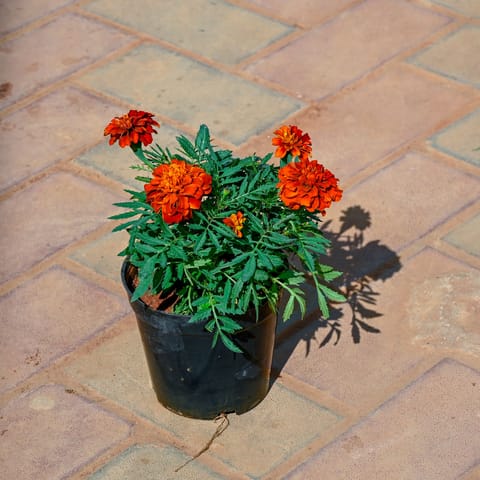 Marigold / Genda Red in 5 Inch Nursery Pot